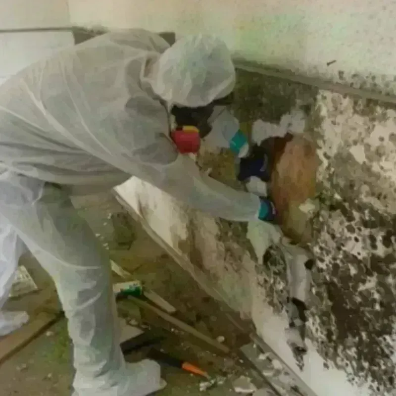 Mold Remediation and Removal in Hudson Lake, IN